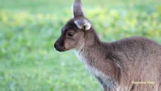 Western grey kangaroo Macropus fuliginosus Bunbury Perth nature [upl. by Sarazen586]