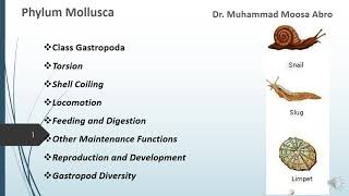 Phylum Mollusca Class Gastropoda Torsion Locomotion Digestion Reproduction and Development [upl. by Blalock]