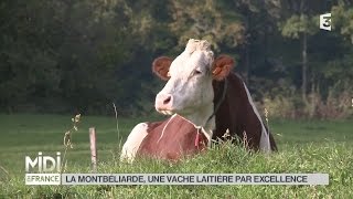 ANIMAUX  La Montbéliarde une vache laitière par excellence [upl. by Einial]