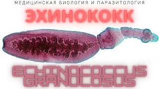 Эхинококк Echinococcus granulosus  Эхинококкоз Жизненный цикл Диагностика Профилактика [upl. by Salb786]