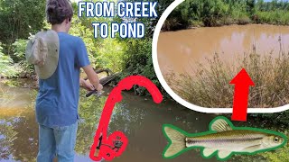 I Stocked My Pond With Minnows From A Creek Will They Survive [upl. by Kerwin]