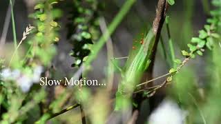 Stridulation of a Katydid [upl. by Graehl]