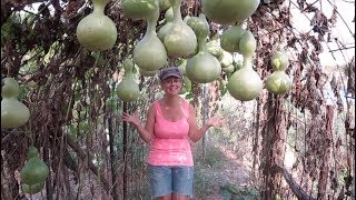 We Had No Idea Birdhouse Gourds Would Grow So Well [upl. by Nwadal]