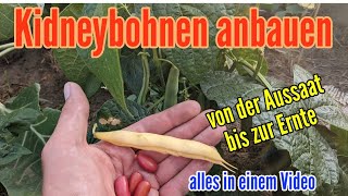 Kidneybohnen anbauen Von der Aussaat bis zur Ernte Anbau von Kidneybohnen [upl. by Burrow992]