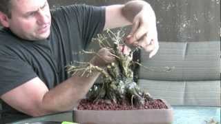 How To Bonsai  Make a Bonsai Tree [upl. by Melc]