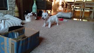 Puppy barking at box Westie [upl. by Atnad20]