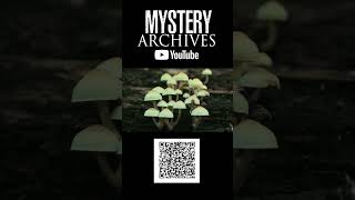 mushroom hunting in foggy haunted mountains Spain paranormal storytelling scarystories [upl. by Adnylem]