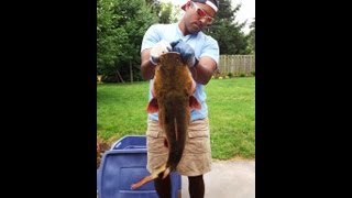 How to Skin and quotButcherquot a Flathead Catfish  Get More MEAT [upl. by Eednim]