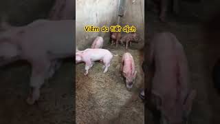 Bệnh viêm da tiết dịch trên heo con theo mẹ heo pig animals tintuc phamducthai benh farm lon [upl. by Tyrrell667]