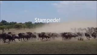 Stampede Wildebeest run from lions in the Maasai Mara [upl. by Arin]