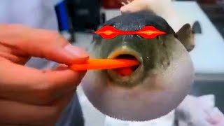 Puffer Fish Eating Carrot With Different Sounds [upl. by Corey]