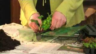 Plug Plants  Charlie Dimmock  Gardening Direct [upl. by Nella]