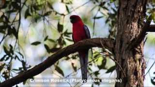 Crimson Rosella in the wild [upl. by Fredia28]