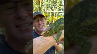 A huge Parsons Chameleon  The largest chameleon in the world conservation fyp [upl. by Undry]