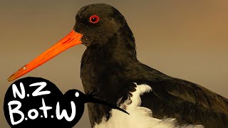 South Island pied oystercatcher  New Zealand Bird of the Week [upl. by Willman]