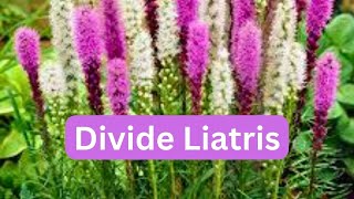 How To Divide Liatris Blazing Star Gayfeather [upl. by Ynoble]