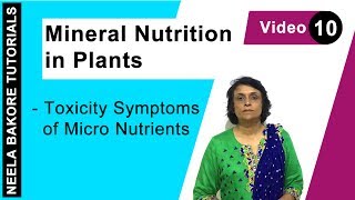 Mineral Nutrition in Plants  NEET  Toxicity Symptoms of Micro Nutrients  Neela Bakore Tutorials [upl. by Bakerman]