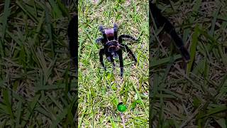 We found tarantulas in the wild molinarosnakelab tarantulas spiders belize jungle rainforest [upl. by Nishi]