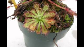 Drosera spatulata timelapse [upl. by Ap]