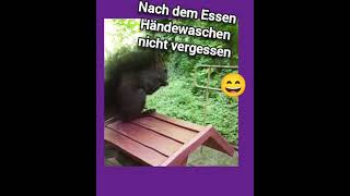 🐿 Hände waschen nicht vergessen squirrel cuteanimals [upl. by Silado]