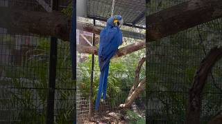 The Hyacinth Macaw is the largest parrot species in the world [upl. by Brok]