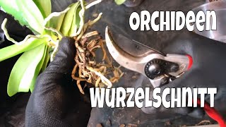 Orchideen Wurzelschnitt Verjüngungsschnitt leicht gemacht bei Phalaenopsis  29  Gartenschlaucom [upl. by Ninazan705]