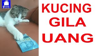 KUCING GILA UANG [upl. by Kentiggerma]