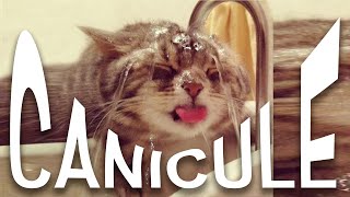 7 CONSEILS POUR SURVIVRE À LA CANICULE QUAND ON EST UN CHAT [upl. by Kellyann]