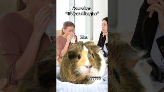 GuineaDad in Allergy Season 🤧😷 shorts guineadad [upl. by Courtnay880]