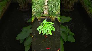 The Orangery at Belton House historicalhome fish fishpond countryhouse countryhomes asmrsounds [upl. by Mavis]