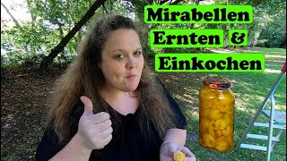 Mirabellen ernten und einkochen [upl. by Esilec]