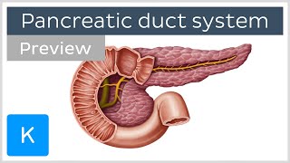 Pancreatic duct system preview  Human Anatomy  Kenhub [upl. by Kilian]