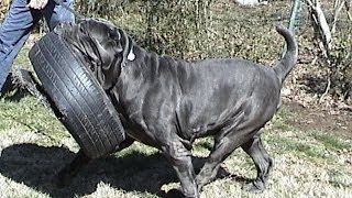 Largest Neapolitan Mastiff Champion BestinShow winner CH Samson [upl. by Marieann]