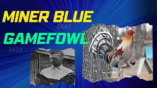 Discover the Fascinating World of Miner Blue Gamefowl [upl. by Chu525]