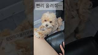 강아지 music 강아지일상 강아지의꿈출근하는강아지영업사원 힐링 cutedog 다견 말티푸 [upl. by Aihtnis]