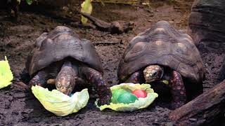 Red Footed Tortoise Enrichment [upl. by Fahy]