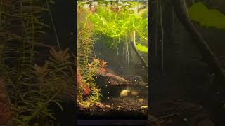 No FILTER Fish tank symbioticrelationship [upl. by Bernice]