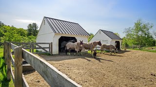 Steed Read Podcast Maximizing Horse Barn Potential with Sheds Cabins and Saltboxes [upl. by Tedman]