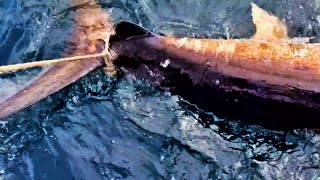 Fish so big had to use anchor winch to land it [upl. by Notsag]