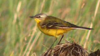 Et les Oiseaux Chantaient Alain Morisod wmvwmv [upl. by Lesak]