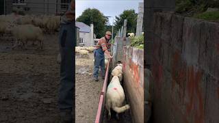 Amazing System In Sheep Farming [upl. by Ancilin]