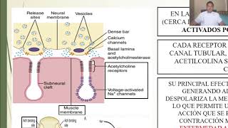 FISIOLOGÍA EXCITACIÓN DEL MÚSCULO ESQUELÉTICO TRANSMISIÓN y ACOPLAMIENTO EXCITACIÓNCONTRACCIÓN [upl. by Anyzratak]