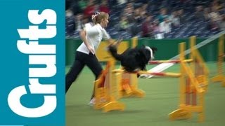 Crufts Agility Funny Clips [upl. by Lymn]