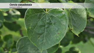 eastern redbud Cercis canadensis [upl. by Aineval971]