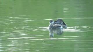 Piedbilled Grebe with sole surviving young [upl. by Einyaj]