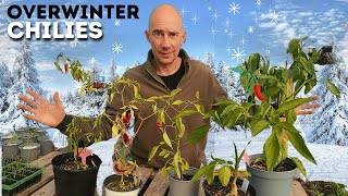 Expert Gardener Shares Top Tips for Overwintering Chilies Indoors [upl. by Bremble]