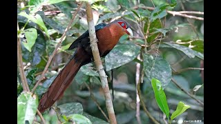 Chestnutbreasted Malkoha in Malaysia lowland forest Aug2023 [upl. by Acinomed]