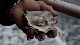 Acidifying Waters Corrode Northwest Shellfish [upl. by Kcoj6]