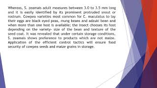 Two Stubborn Storage Insect Pests Callosobruchus maculatus and Sitophilus zeamais Biology Food Sec [upl. by Akihdar]