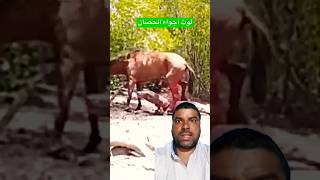 Ghora ka lathi shorts reaction animal animals short [upl. by Prichard]